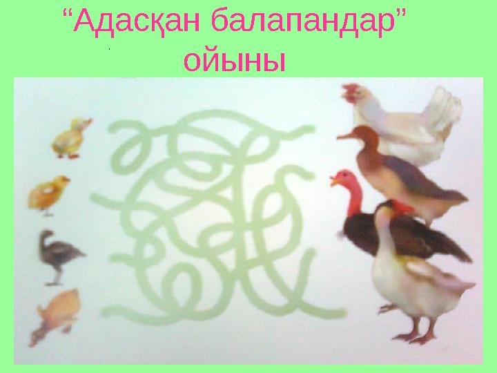 “Адасқан балапандар” ойыны .