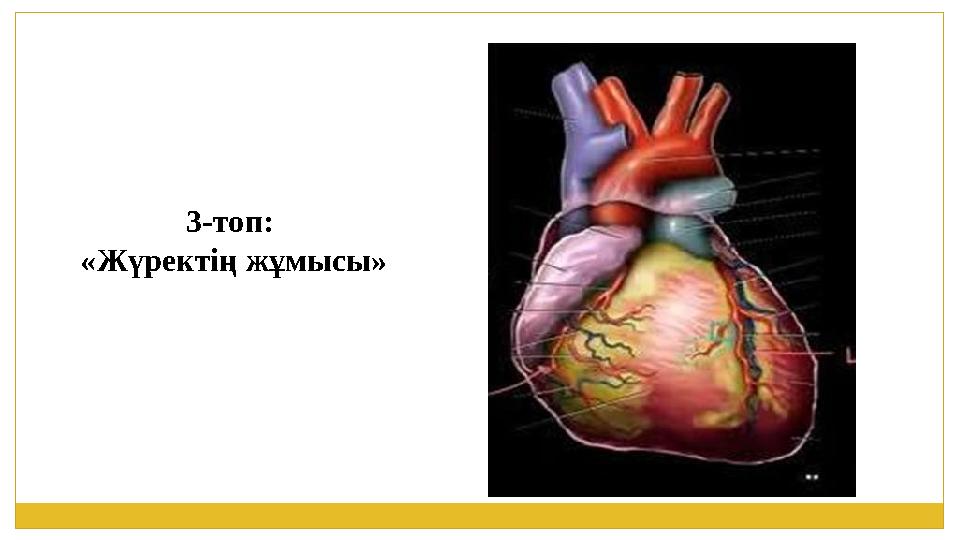 3-топ: «Жүректің жұмысы»