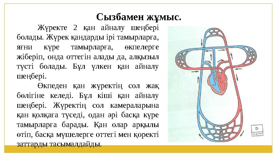 Жүректе 2 қан айналу шеңбері болады. Жүрек қандарды ірі тамырларға, яғни күре тамырларға, өкпелерге жіберіп, онда оттегін ала