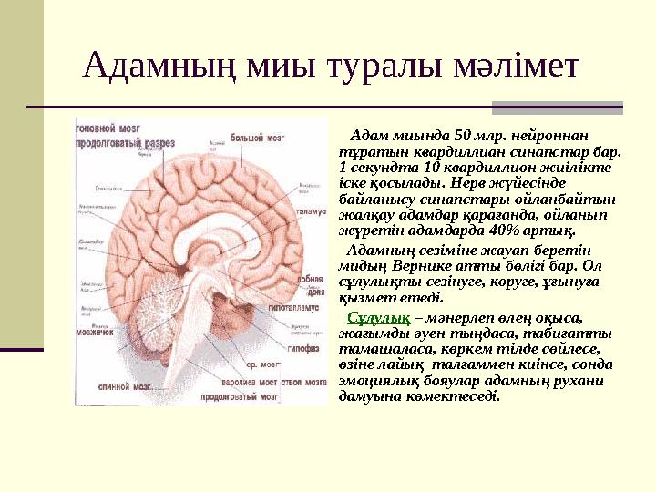 Адамның миы туралы мәлімет Адам миында 50 млр. нейроннан тұратын квардиллиан синапстар бар. 1 секундта 10 кварди