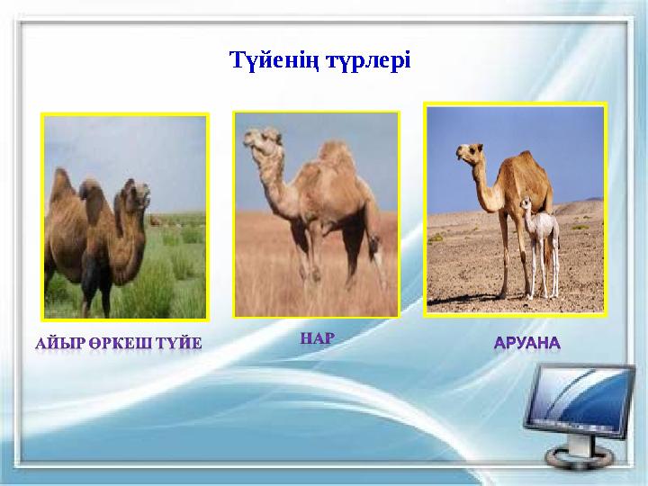 Түйенің түрлері