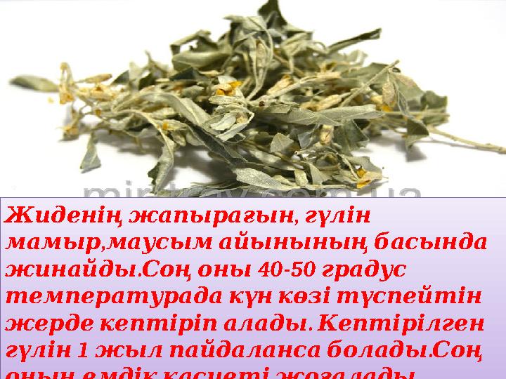 , Жиденіңжапырағын гүлін , мамырмаусымайыныныңбасында . 40-50 жинайдыСоңоны градус температурадакүнкөзітүспейтін . ж