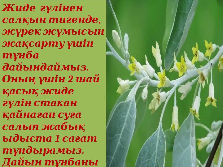 Жиде гүлінен , салқынтигенде жүрекжұмысын жақсартуүшін тұнба . дайындаймыз 2 Оныңүшін шай қасықжиде гүлі