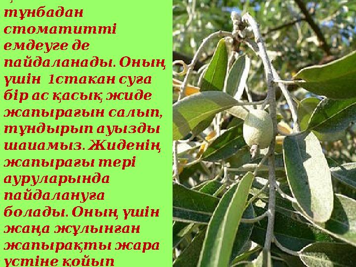 Жапырағынан қайнатылған тұнбадан стоматитті емдеугеде . пайдаланады Оның 1 үшін стакансуға бірасқасықжиде ,