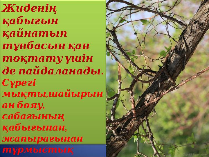 Жиденің қабығын қайнатып тұнбасынқан тоқтатуүшін . депайдаланады Сүрегі , мықтышайырын , анбояу сабағының , қаб