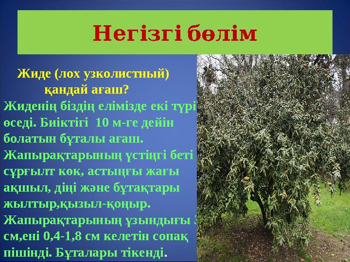 Негізгібөлім Жиде (лох узколистный) қандай ағаш? Жиденің біздің елімізде екі түрі өседі. Биіктігі 10 м-ге