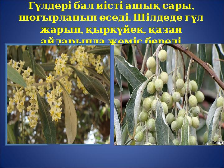 , Гүлдерібалиістіашықсары . шоғырланыпөседі Шілдедегүл , , жарып қыркүйек қазан айларындажемісбереді Екінші кезең. О