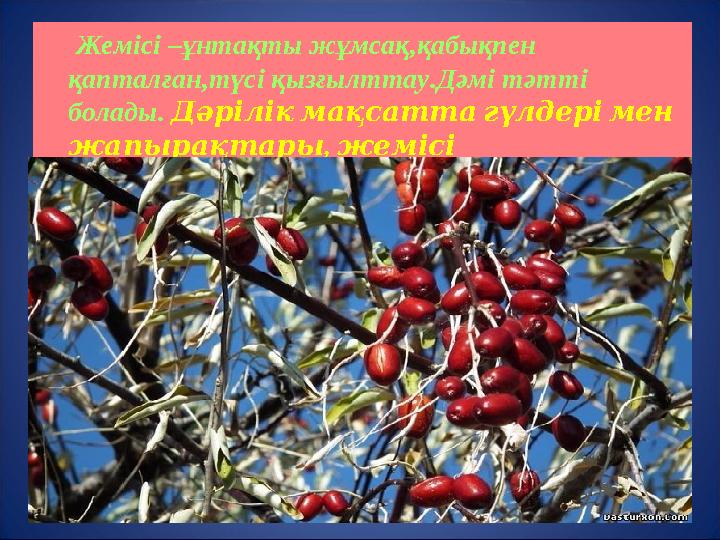 Жемісі-ұнтақты жұмсақ,кабықпен жабылған,түсі қызгылттау.Тәтті болады Жемісі –ұнтақты жұмсақ,қабықпен қапталған,түсі қыз