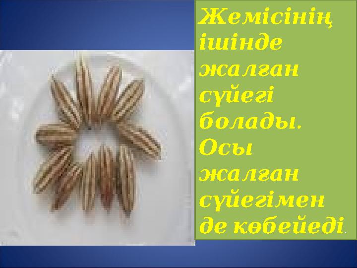 Жемісінің ішінде жалған сүйегі . болады Осы жалған сүйегімен декөбейеді .