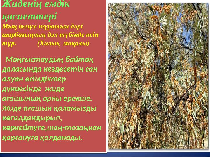 Жиденің емдік қасиеттері Мың теңге тұратын дәрі шарбағыңның дәл түбінде өсіп тұр. (Халық мақалы)