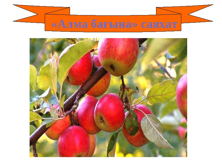 «Алма бағына» саяхат