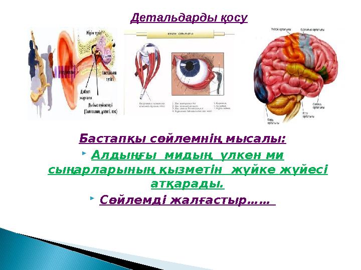 Бастапқы сөйлемнің мысалы : Алдыңғы мидың үлкен ми сыңарларының қызметін жүйке жүйесі атқарады. Сөйлемді жалғастыр…… Де