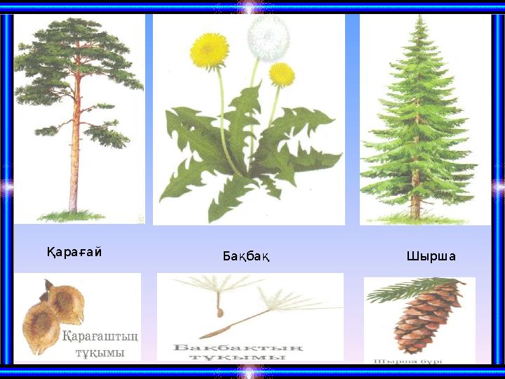 Қарағай Бақбақ Шырша