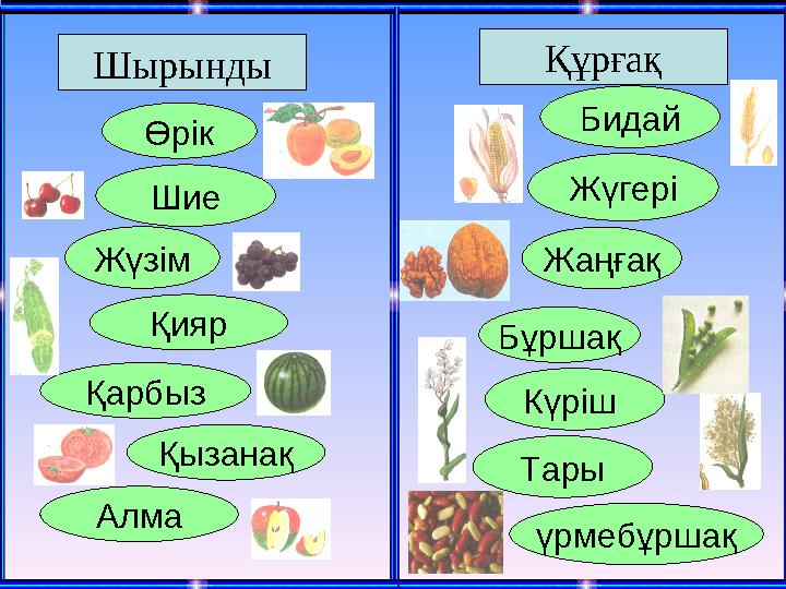 Шырынды Өрік Қарбыз Шие Жүзім Алма Қияр Қызанақ Құрғақ Бидай Жүгері Жаңғақ Бұршақ Күріш Тары үрмебұршақ