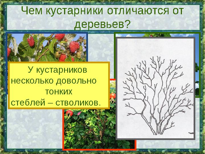 Чем кустарники отличаются от деревьев? У кустарников несколько довольно тонких стеблей – стволиков.