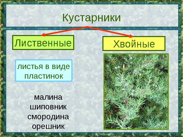Кустарники Лиственные Хвойные листья в виде пластинок листья в виде хвоинок малина шиповник смородина орешник можжевельник кипар