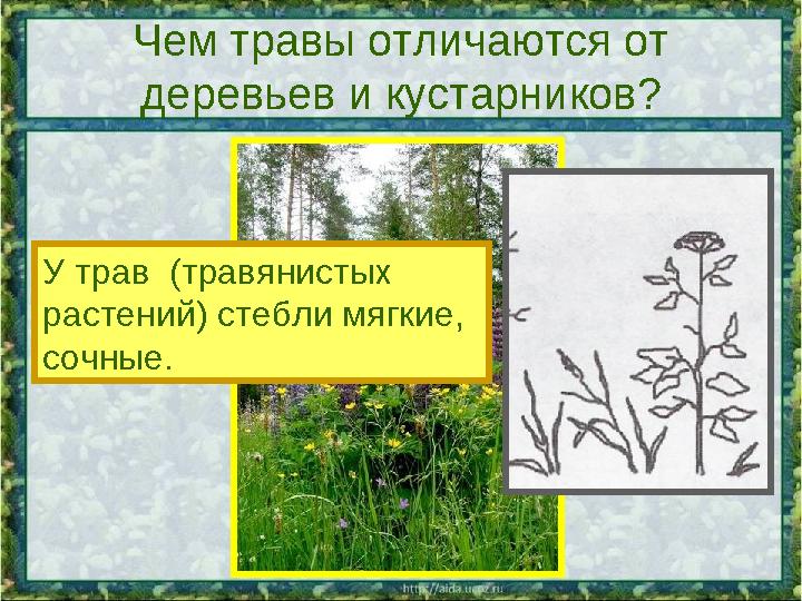 Чем травы отличаются от деревьев и кустарников? У трав (травянистых растений) стебли мягкие, сочные.