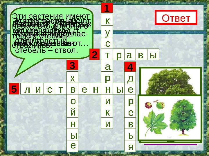 5 3 1 4 2 Эти растения имеют несколько довольно тонких стеблей- стволиков. Ответк н р а т с у и к и Эти растения имеют мягкие