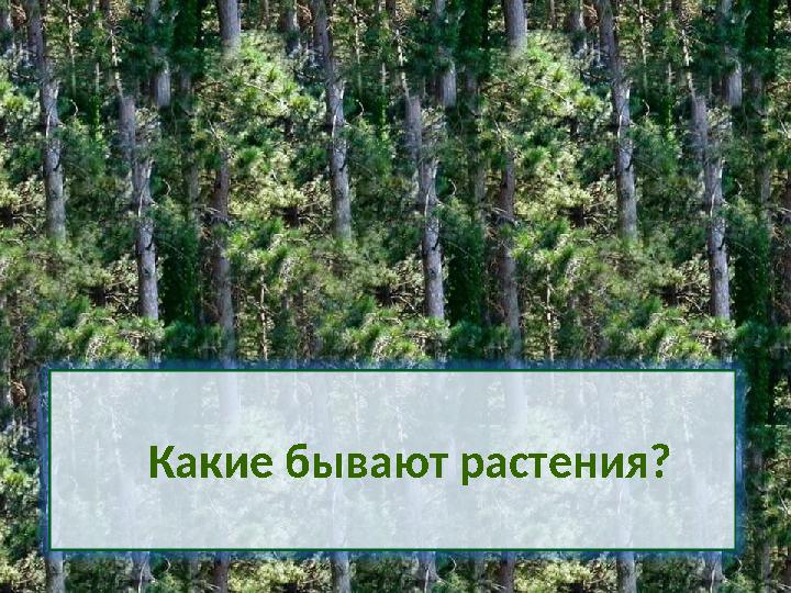 Какие бывают растения?