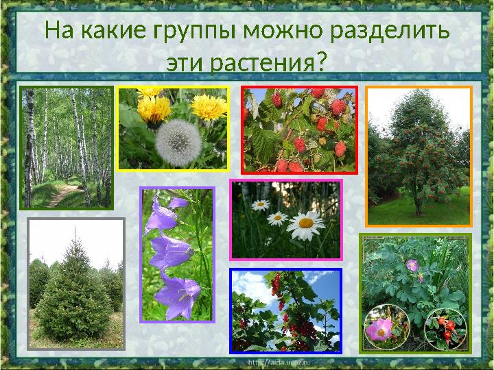На какие группы можно разделить эти растения?