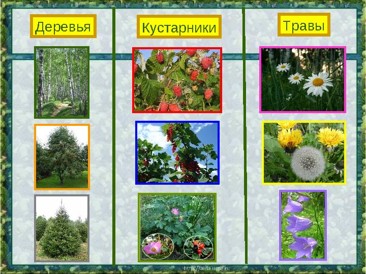 Деревья Кустарники Травы