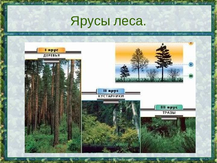 Ярусы леса.
