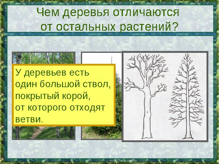 Чем деревья отличаются от остальных растений? У деревьев есть один большой ствол, покрытый корой, от которого отходят ветви.