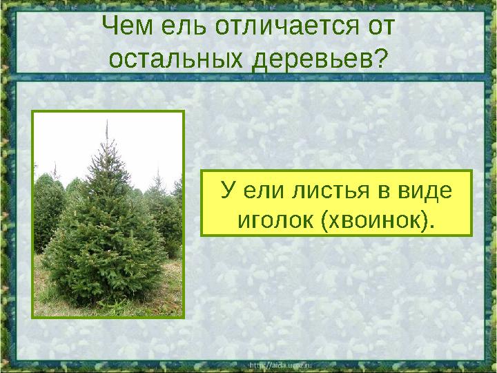 Чем ель отличается от остальных деревьев? У ели листья в виде иголок (хвоинок).