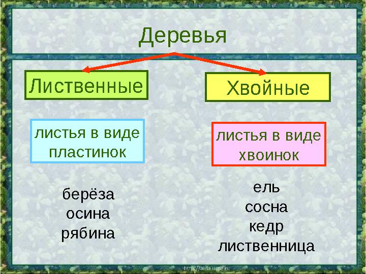 Деревья Лиственные Хвойные листья в виде пластинок листья в виде хвоинок берёза осина рябина ель сосна кедр лиственница