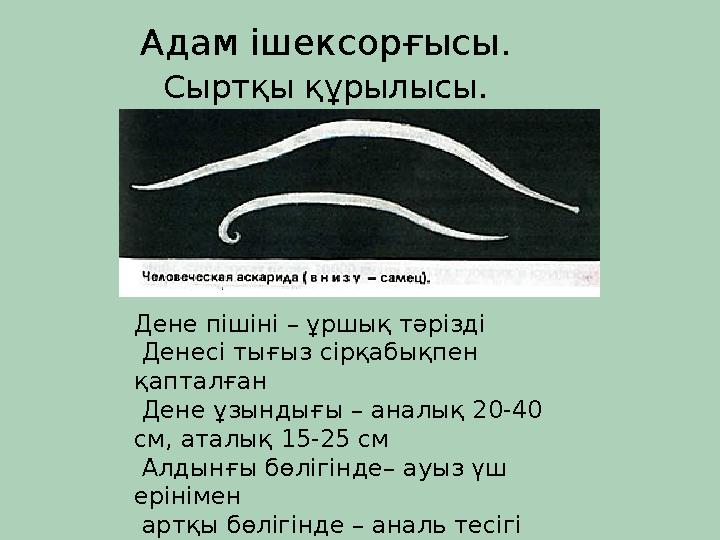 Дене пішіні – ұршық тәрізді Денесі тығыз сірқабықпен қапталған Дене ұзындығы – аналық 20-40 см, аталық 15-25 см Алдынғы бө