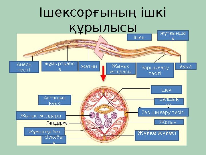 Ішексорғының ішкі құрылысы Ішек жұтқынша қ ауыз Зәршығару тесігі Жыныс жолдары жатын жұмыртқабе з Аналь тесігі Алғашқы қуы