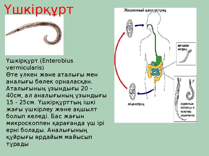Үшкірқұрт Үшкірқұрт.(Enterobius vermicularis) Өте үлкен және аталығы мен аналығы бөлек орналасқан. Аталығының ұзындығы 20 -