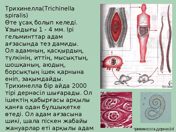 Трихинелла(Trichinella spiralis) Өте ұсақ болып келеді. Ұзындығы 1 - 4 мм. Ірі гельминттар адам ағзасында тез дамиды. Ол ад