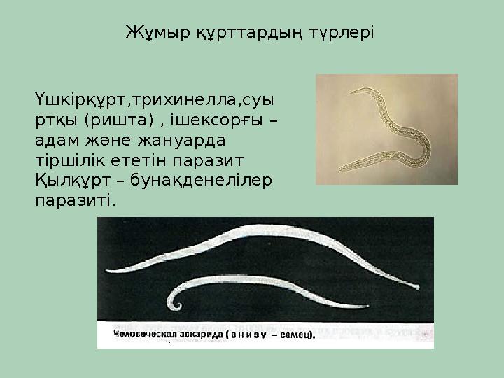 Үшкірқұрт,трихинелла,суы ртқы (ришта) , ішексорғы – адам және жануарда тіршілік ететін паразит Қылқұрт – бунақденелілер параз