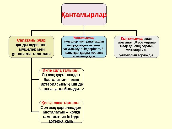 Қантамырлар Салатамырлар қанды жүректен мүшелер мен ұлпаларға таратады Көктамырлар мүшелер мен ұлпалардан көмірқышқыл газына