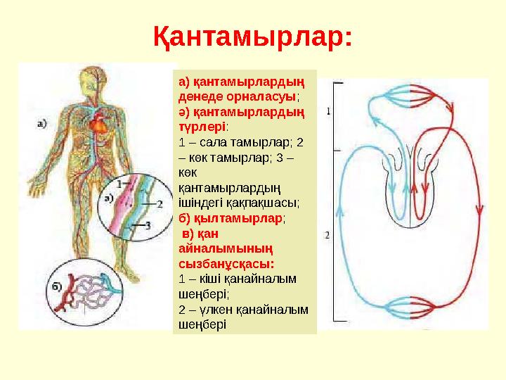 Қантамырлар: а) қантамырлардың денеде орналасуы; ә) қантамырлардың түрлері: 1 – сала тамырлар; 2 – көк тамырлар; 3 – кө