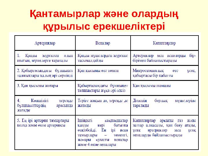 Қантамырлар және олардың құрылыс ерекшеліктері
