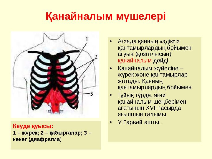 Қанайналым мүшелері •Ағзада қанның үздіксіз қантамырлардың бойымен ағуын (қозғалысын) қанайналым дейді. •Қанайналым жүйесі