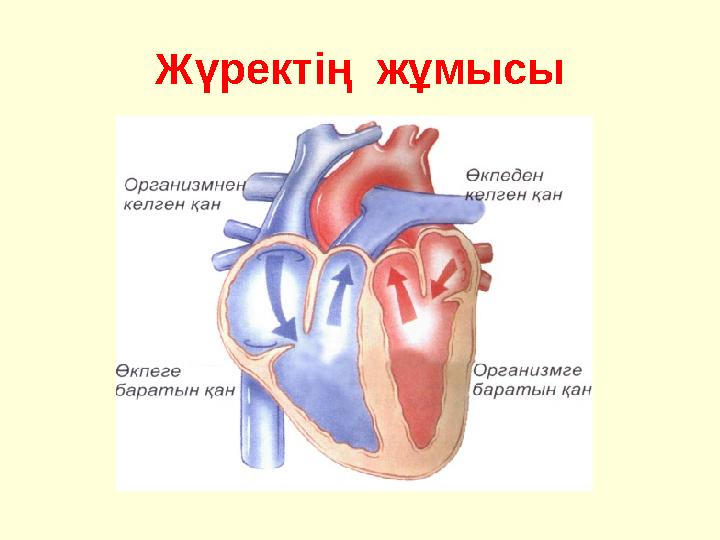 Жүректің жұмысы