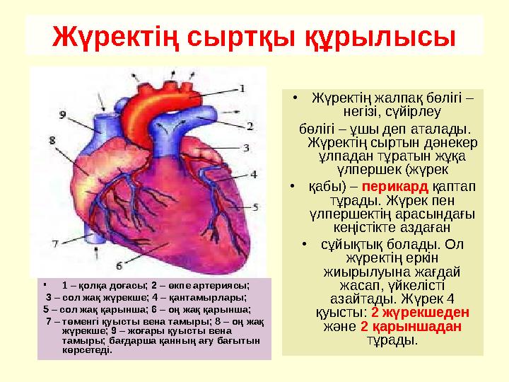 Жүректің сыртқы құрылысы •1 – қолқа доғасы; 2 – өкпе артериясы; 3 – сол жақ жүрекше; 4 – қантамырлары; 5 – сол жақ қарынша;