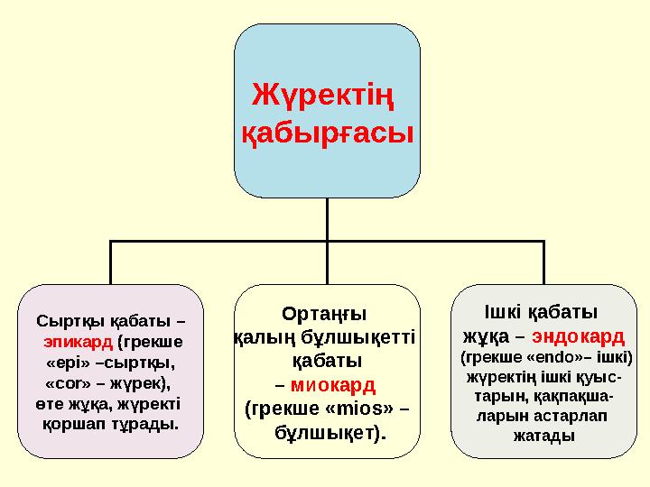 Жүректің қабырғасы Сыртқы қабаты – эпикард (грекше «epі» –сыртқы, «cor» – жүрек), өте жұқа, жүректі қоршап тұрады. Орта