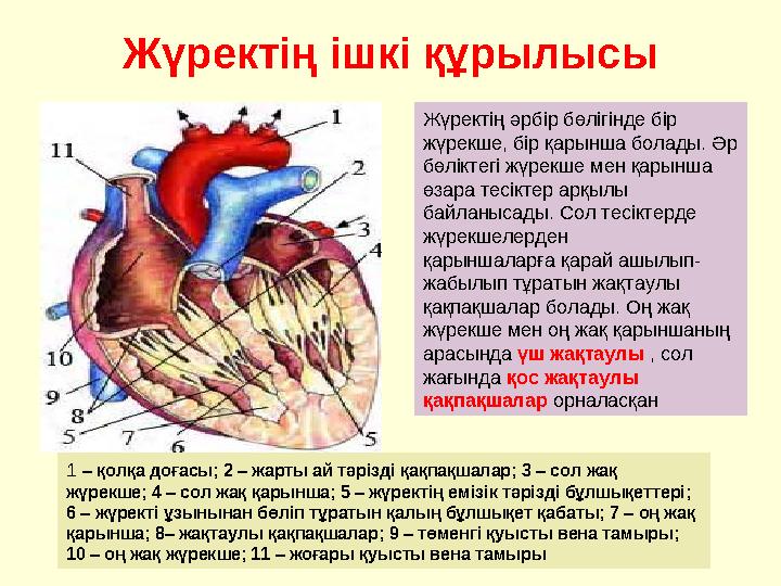 Жүректің ішкі құрылысы 1 – қолқа доғасы; 2 – жарты ай тәрізді қақпақшалар; 3 – сол жақ жүрекше; 4 – сол жақ қарынша; 5 – жүр