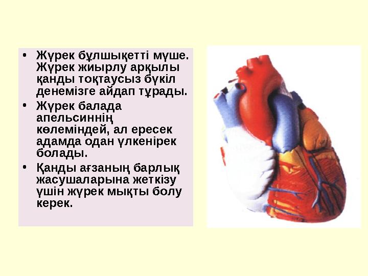 •Жүрек бұлшықетті мүше. Жүрек жиырлу арқылы қанды тоқтаусыз бүкіл денемізге айдап тұрады. •Жүрек балада апельсиннің көле