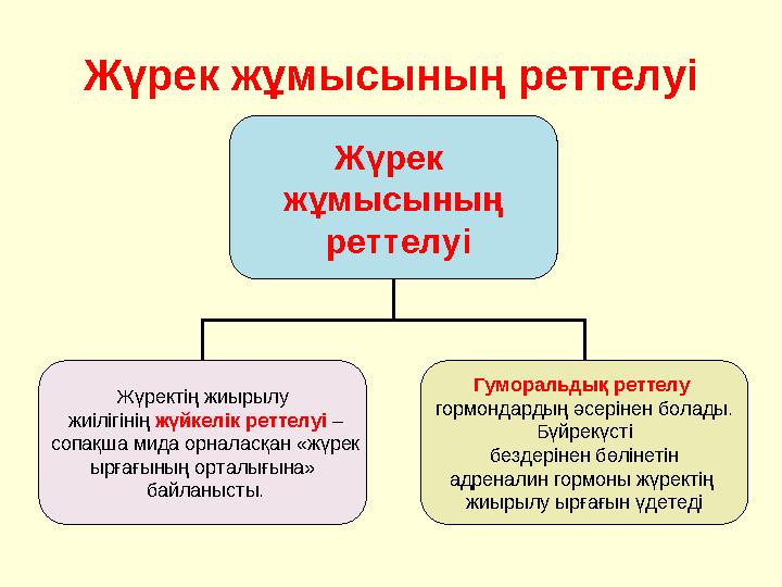 Жүрек жұмысының реттелуі Жүрек жұмысының реттелуі Жүректің жиырылу жиілігінің жүйкелік реттелуі – сопақша мида орналасқан
