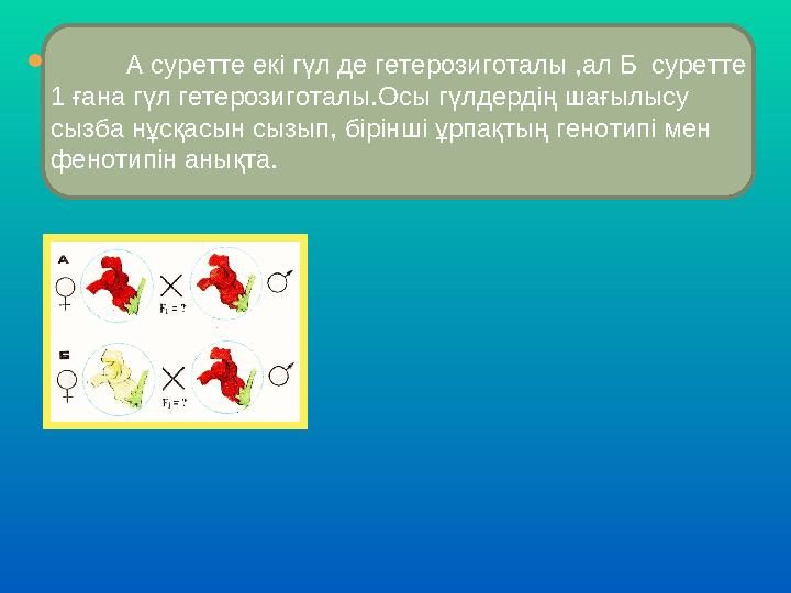  А суретте екі гүл де гетерозиготалы ,ал Б суретте 1 ғана гүл гетерозиготалы.Осы гүлдердің шағылысу сызба нұсқасын сы