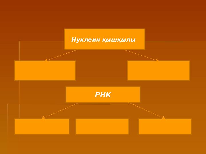 Нуклеин қышқылы РНК