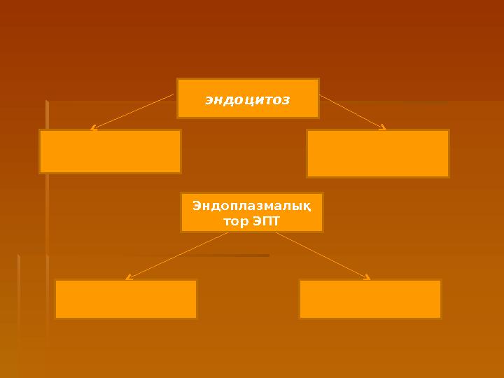 эндоцитоз Эндоплазмалық тор ЭПТ