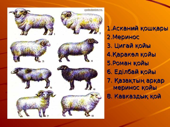 1.Асканий қошқары1.Асканий қошқары 2.Меринос2.Меринос 3. Цигай қойы3. Цигай қойы 4.Қаракөл қойы4.Қаракөл қойы 5.Роман қойы5.Рома