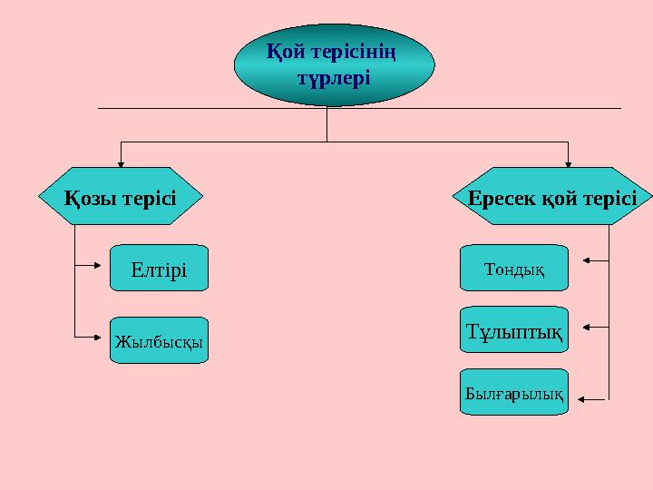 Қой терісінің түрлері Қозы терісі Ересек қой терісі Жылбысқы Елтірі Былғарылық Тұлыптық Тондық