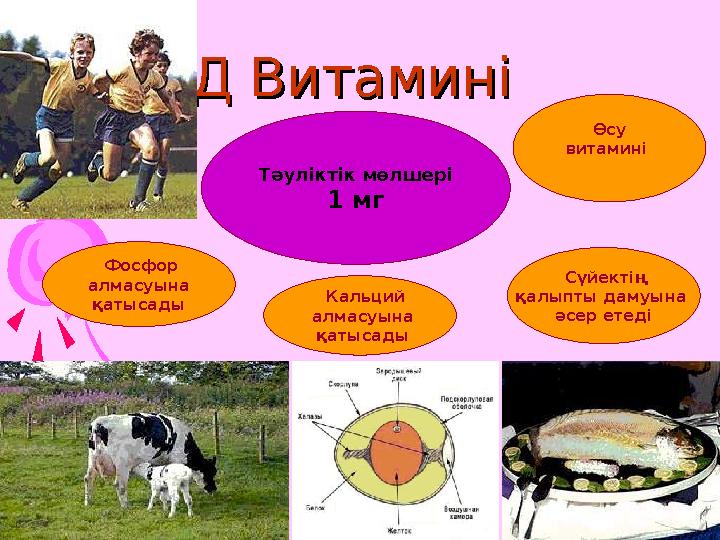 Д Витамині Д Витамині Тәуліктік мөлшері 1 мг Кальций алмасуына қатысады Өсу витамині Сүйектің қалыпты дамуына әсе